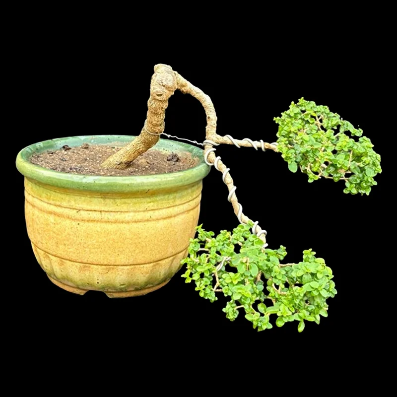 PREMNA MICROPHYLLA
